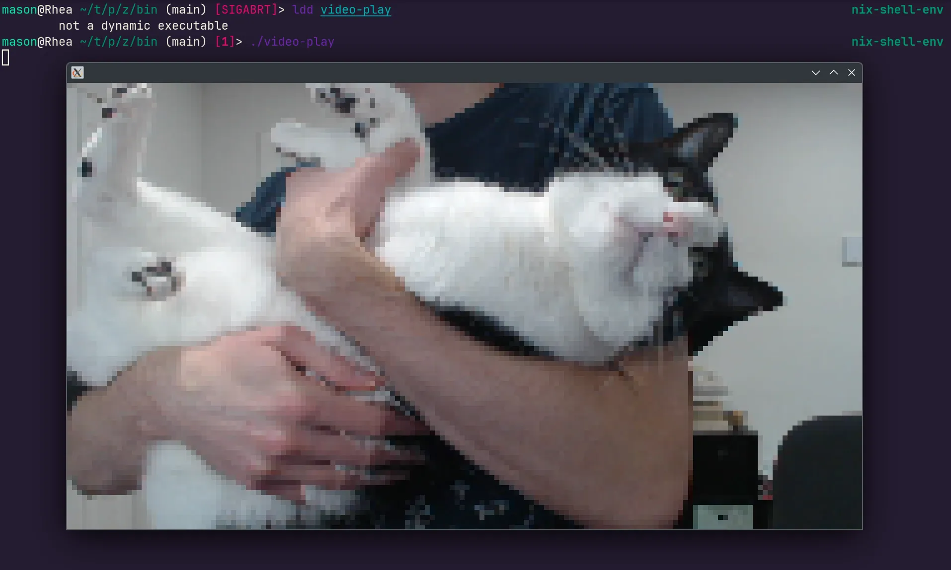 Pipewire running, showing a picture of a cat